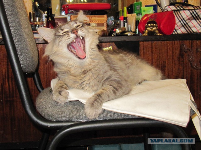 А у тебя есть фото твоей зевающей котейки ?