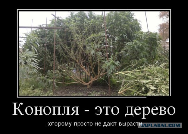 Растаманы едут на дачу