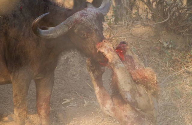 Смертельная схватка буйволицы и льва