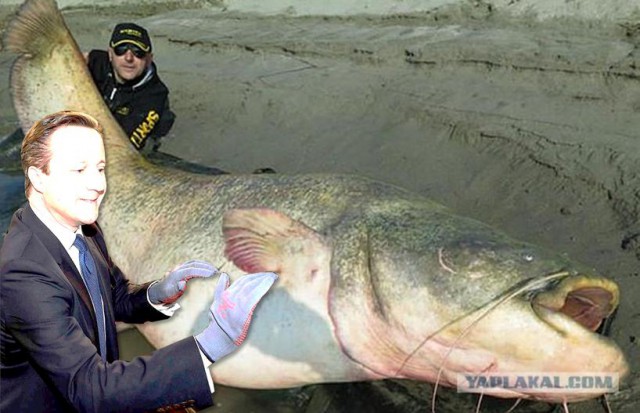 Два рыбака выловили 127-килограммового cома