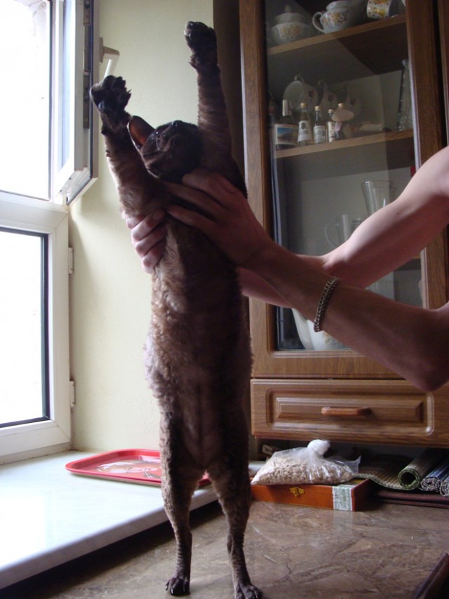 Котовторник однако