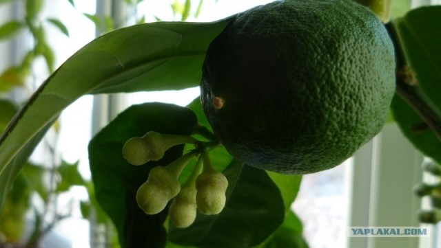 Лимончик вырос