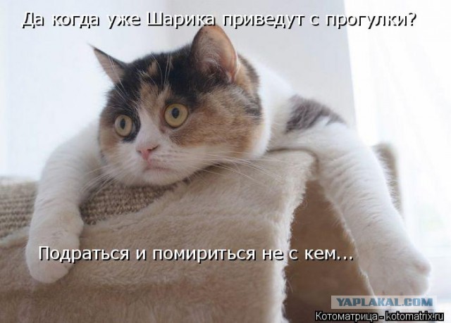 Собаки против котов