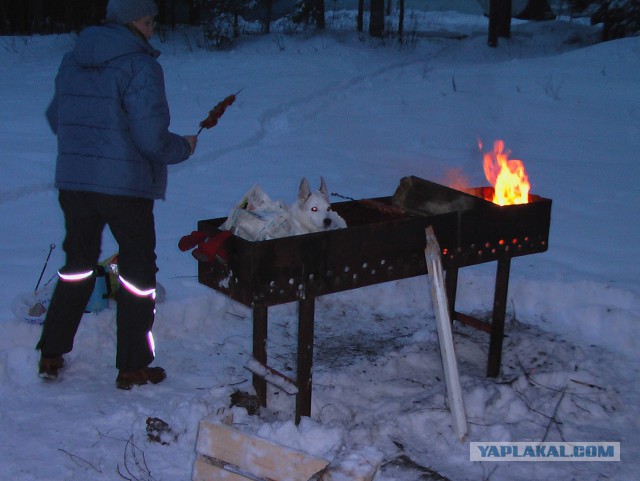 Настоящая немецкая овчарка с самого рождения