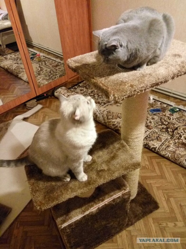 КОТЭдж