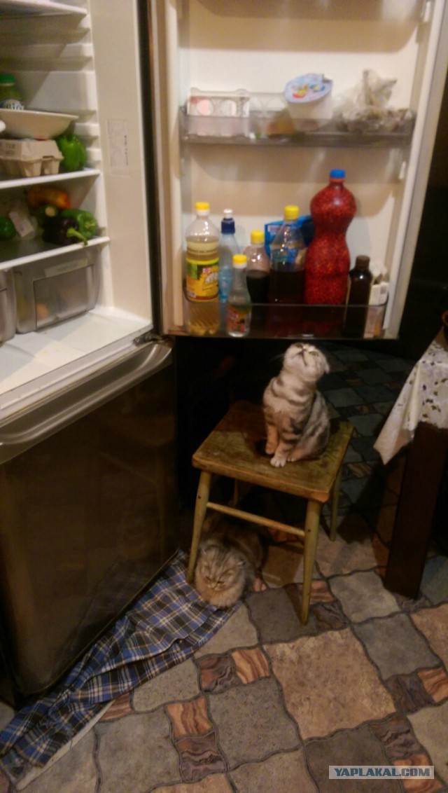 Котовторник 24.11.2015