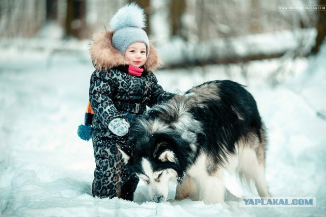 Хаски Великолепный