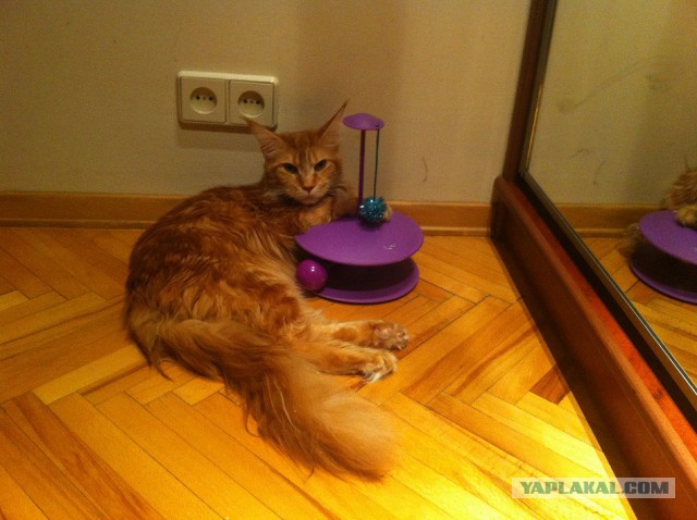 Мой пошел гулять