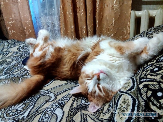 Кото-вторник 24 Мая 2016го :)
