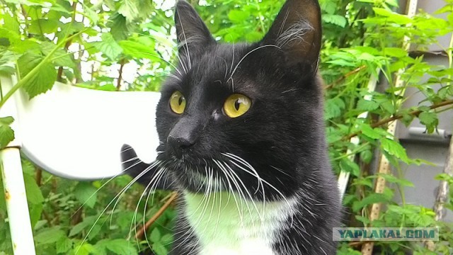 Котовторник 05.07.16