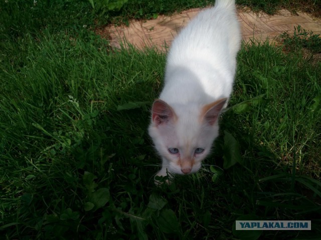 Котовторник 19.07.2016