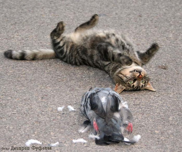 Котовторник на ЯПе (29.01)