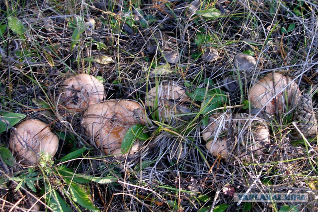 Вятские рыжики