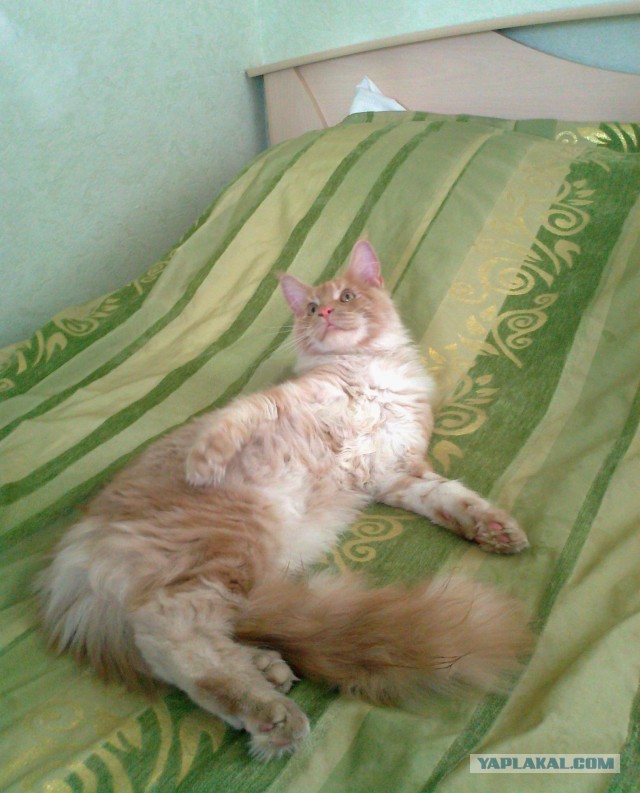 Уже лев или еще кот?