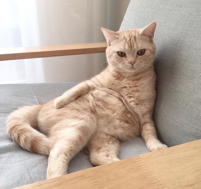 Коты и Кошки