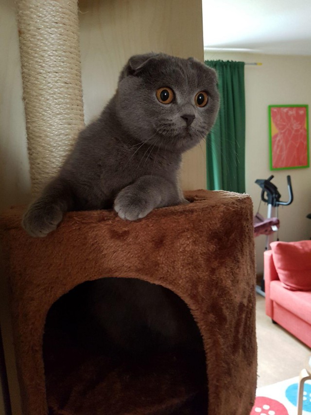 Коты и Кошки