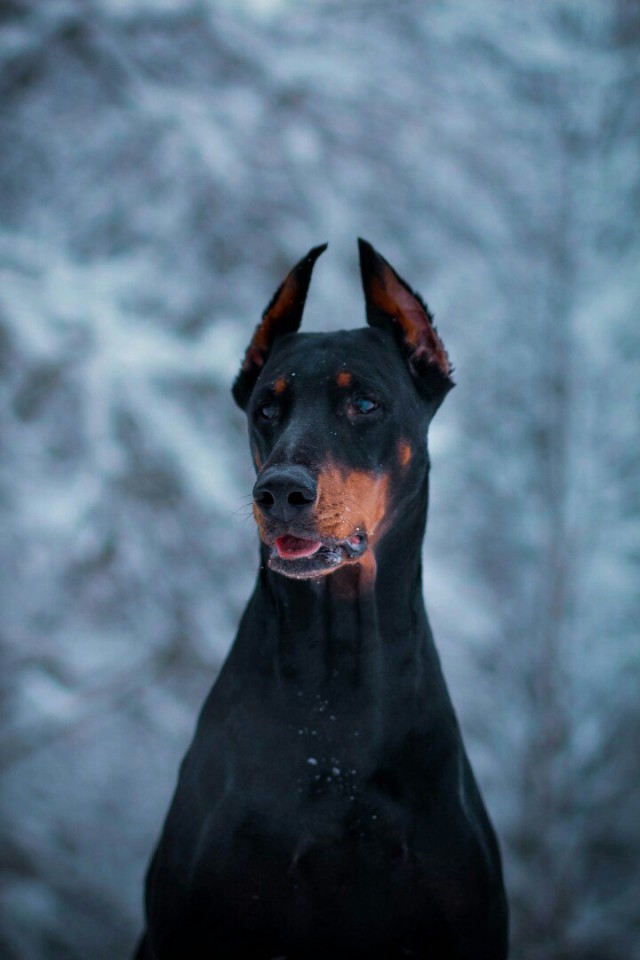Живность из сети