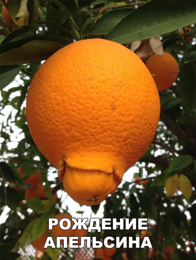 Нестандартный юмор
