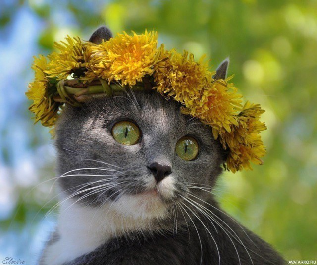 Кот без прикрас