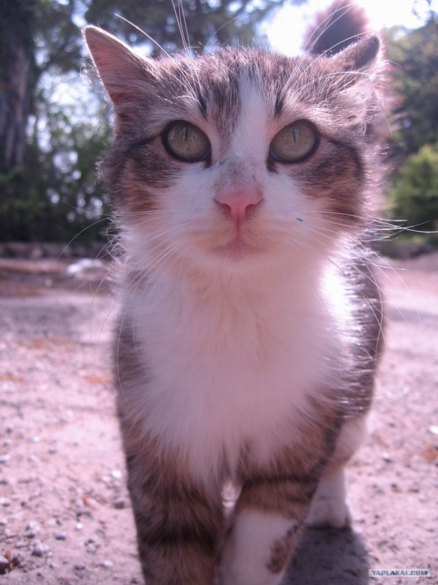 Котовторник на ЯПлакалъ (13.05.08)