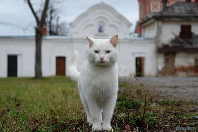 Котовторник (13.01)