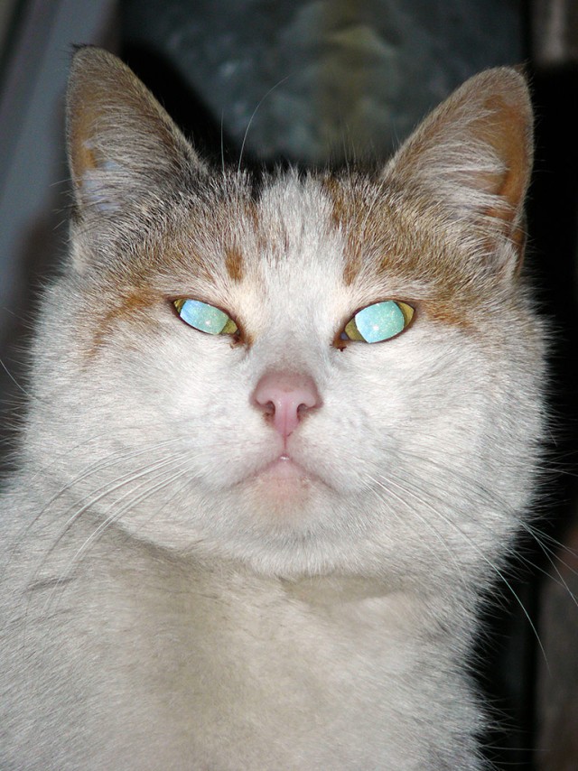 It's Catursday Fever! (Котовторник)