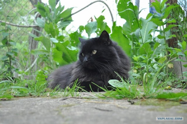 Котовторник 06.09.11