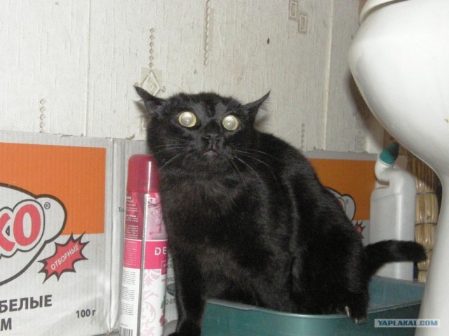 Котовторник! 08.11.11
