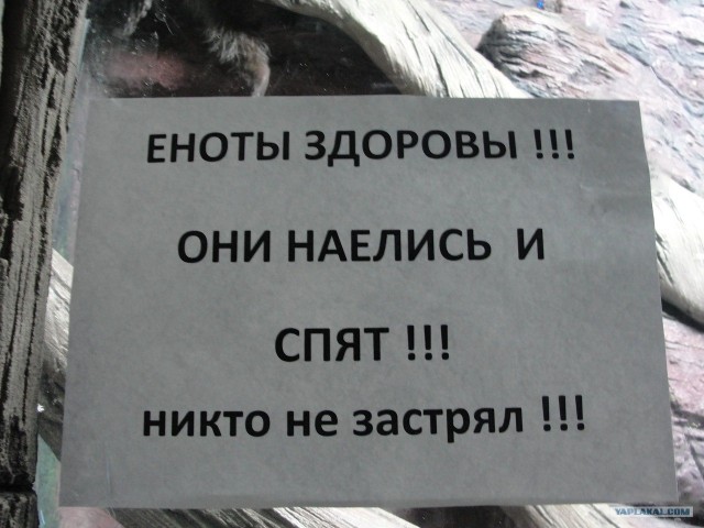 Еноты здоровы!