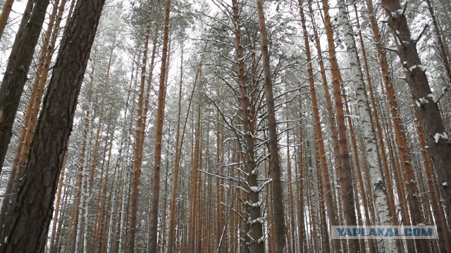 Поход в тайгу