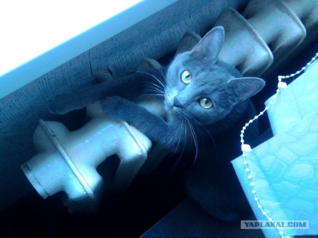 Котовторник 20.03.2012