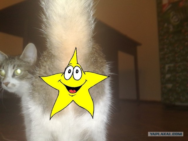 Котовторник 1 мая 2012