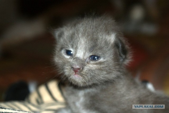 Котовторник 10. 07. 2012