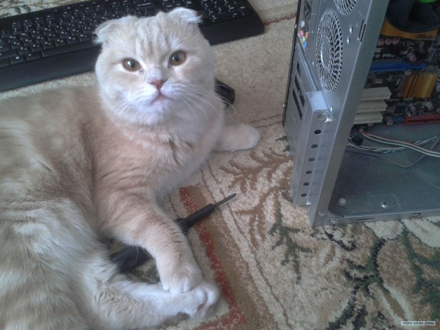 Котовторник 11.09.2012