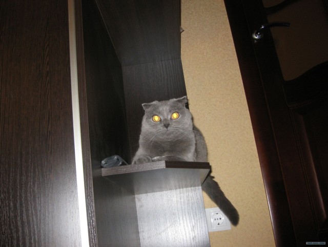 Котовторник  16.10.12