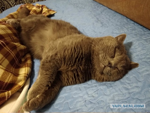Мой кот не умеет нормально сидеть