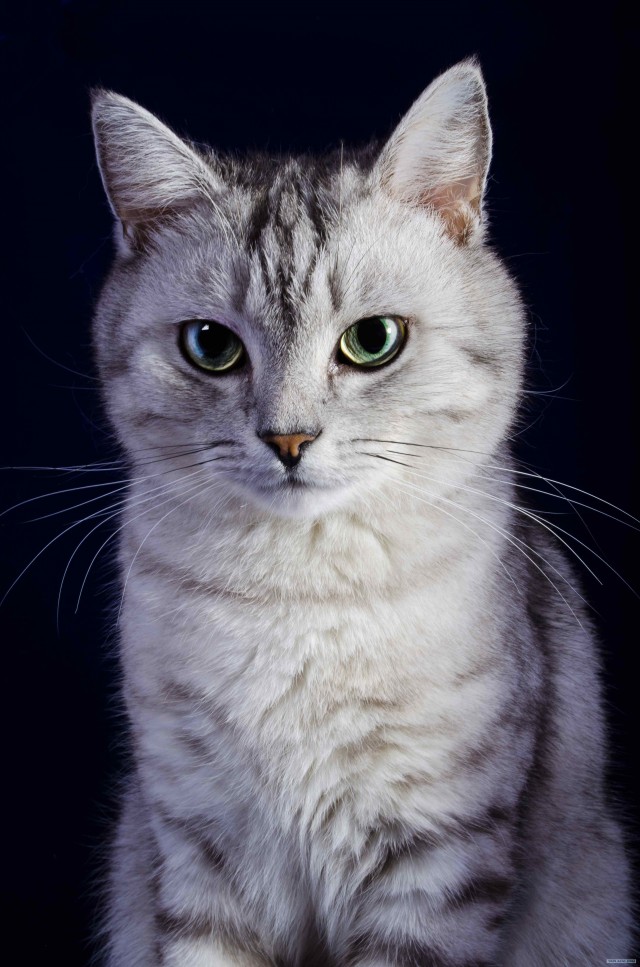 Котовторник 30.10.2012