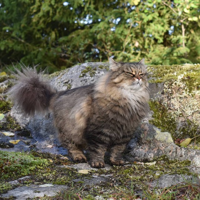 Забавные фото котеек