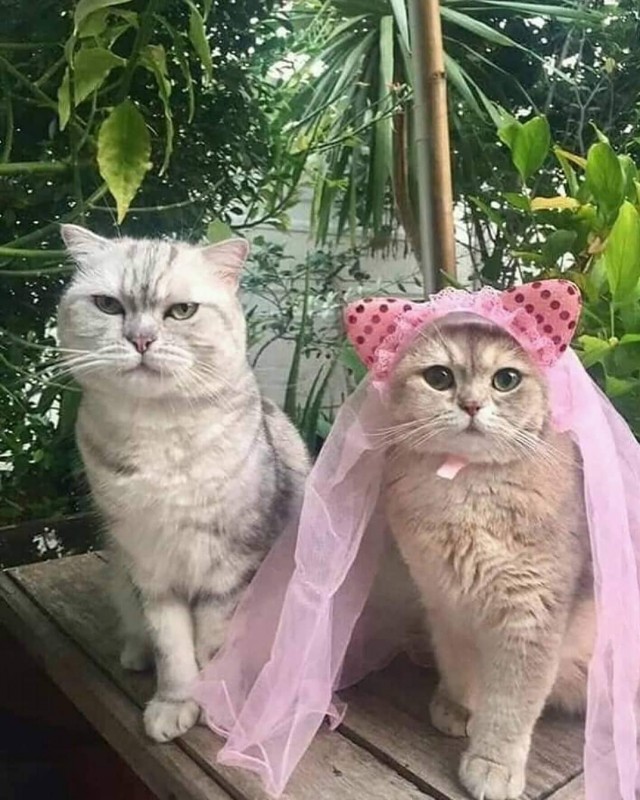 Забавные фото котеек