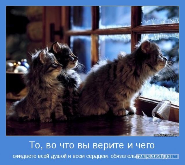 О человеческой доброте и человеческой жестокости. (Про кошек)