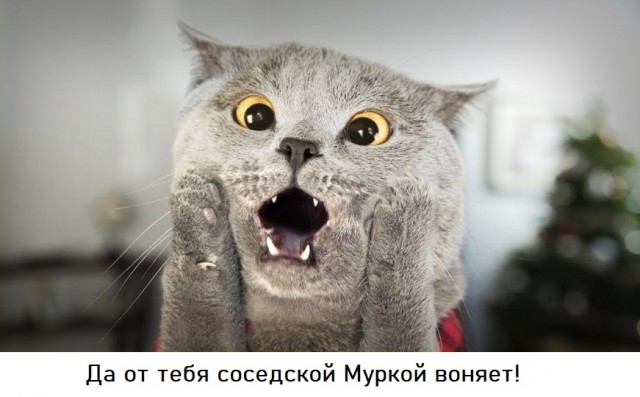 Почему от тебя пахнет другими кошками?