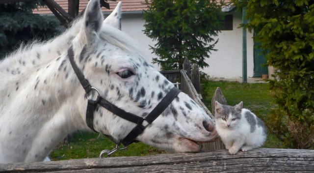 Задорные заборные котэ