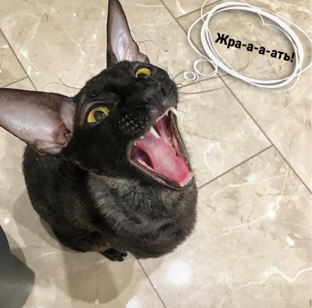 Котики