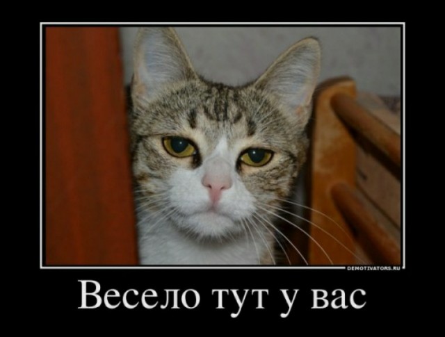 Смешные коты 25.08.20