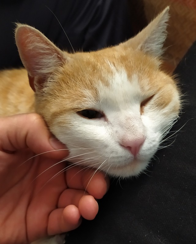 Котовторник 13.10.2020