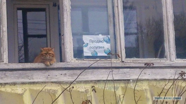 Подборка старых мемов и баянов