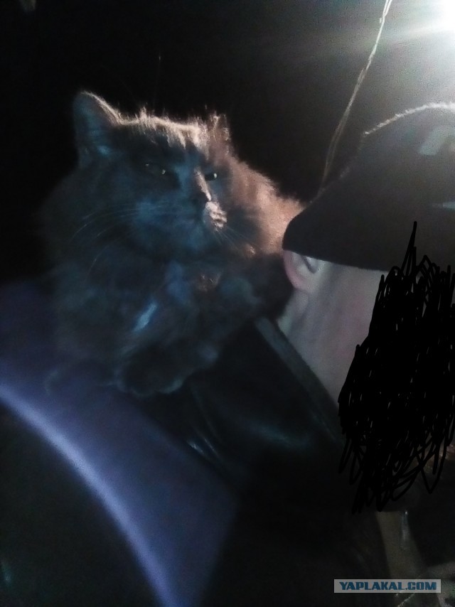 Кошки часто любят отдыхать там, где их, в принципе, не должно быть