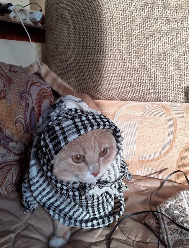 Котовторник же!