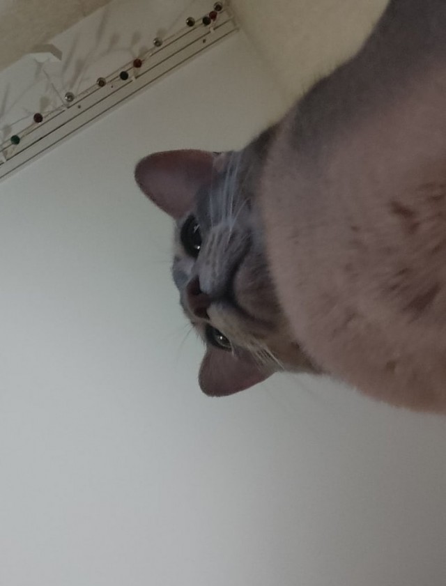 А котовторник уже начался?