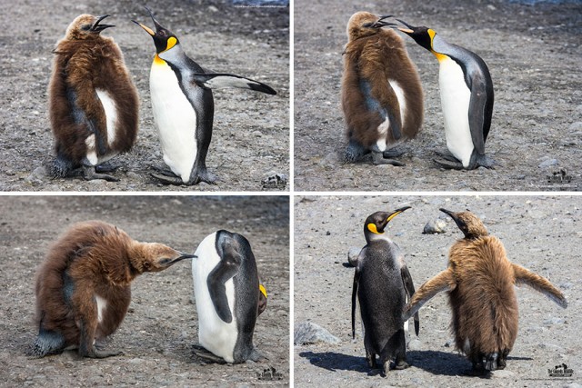 Лучшие фото конкурса Comedy Wildlife Photography Awards 2021